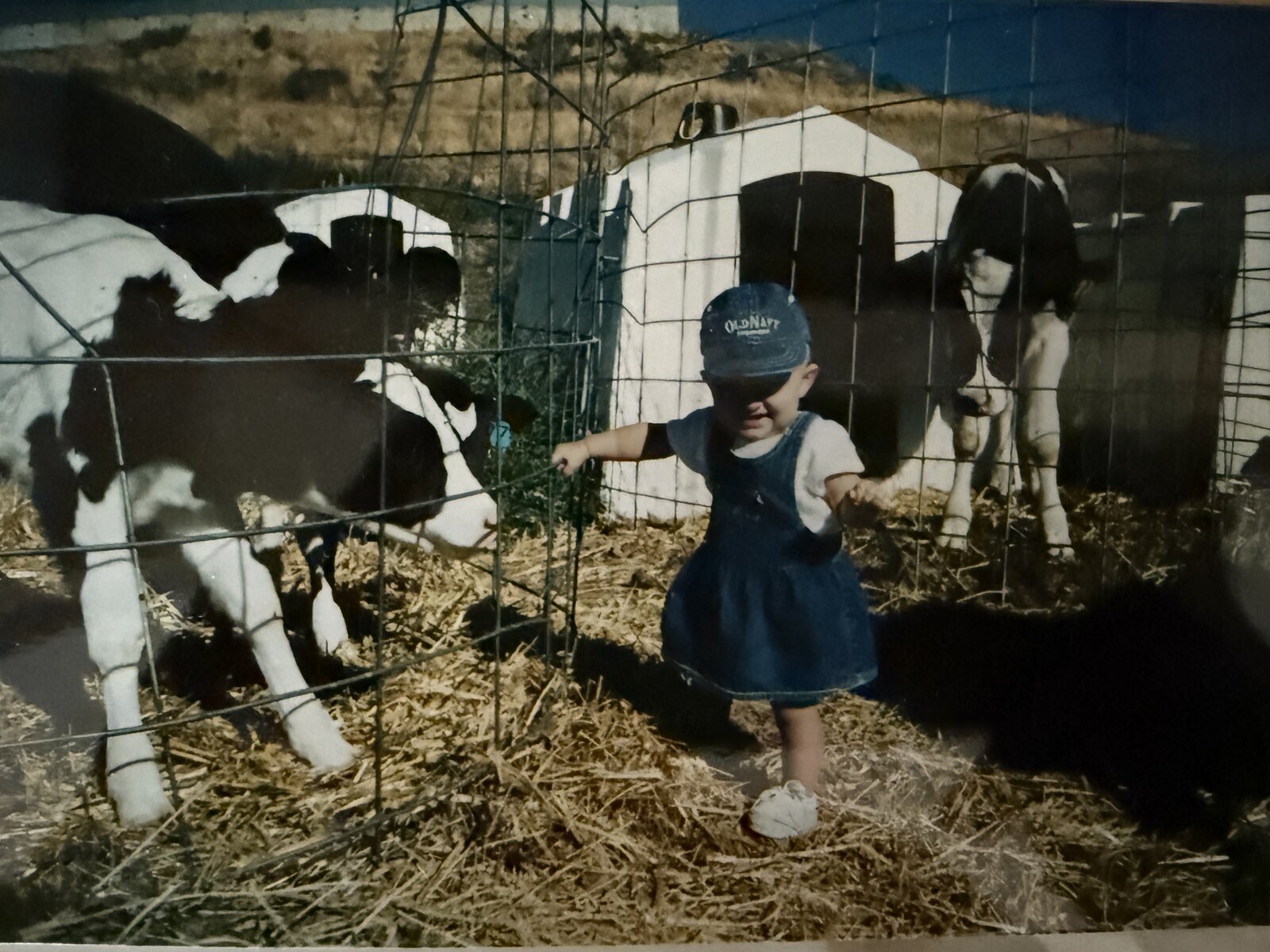 Tayllore as a baby around the cattle